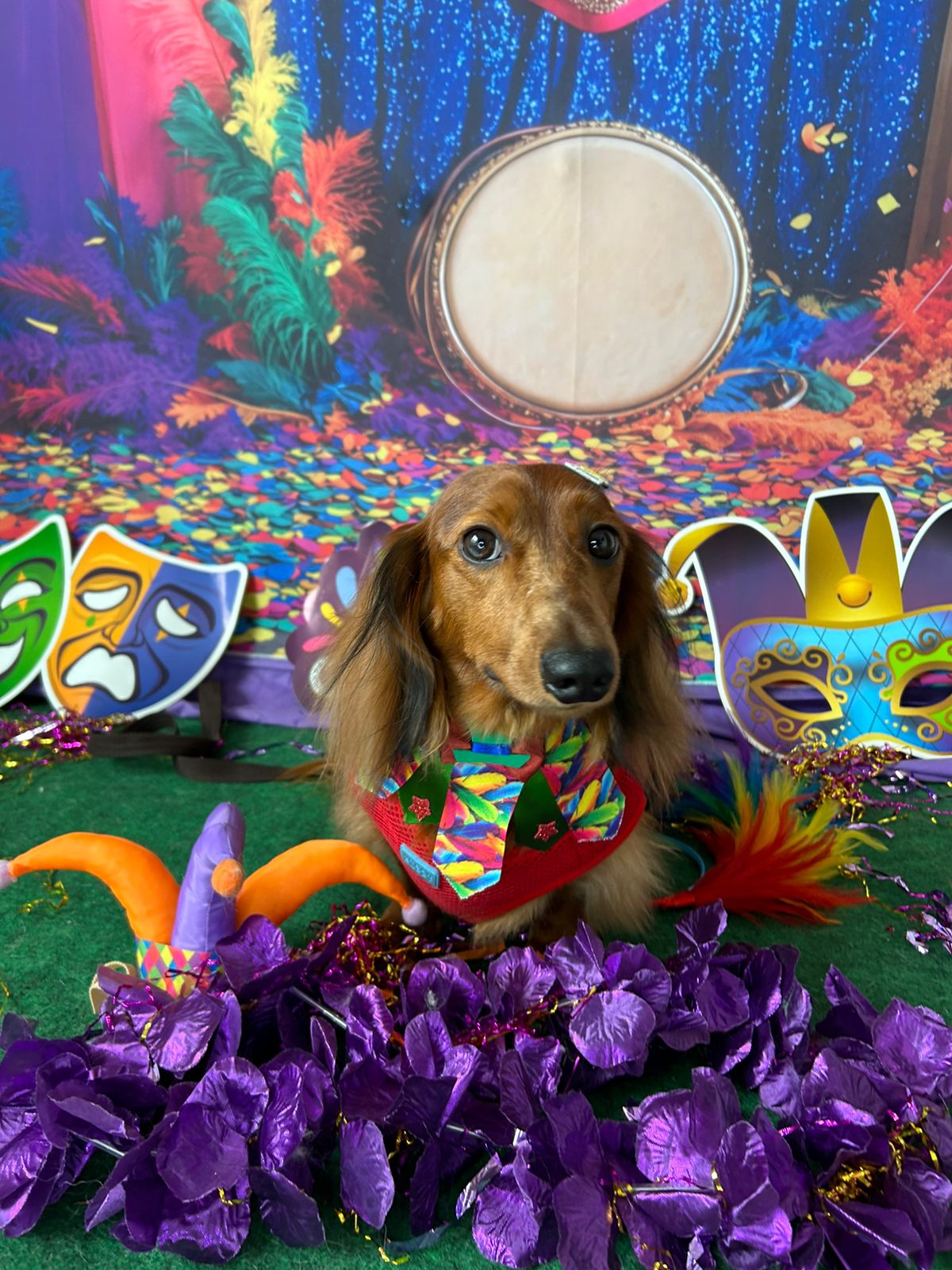 Dachshund com fantasia de carnaval