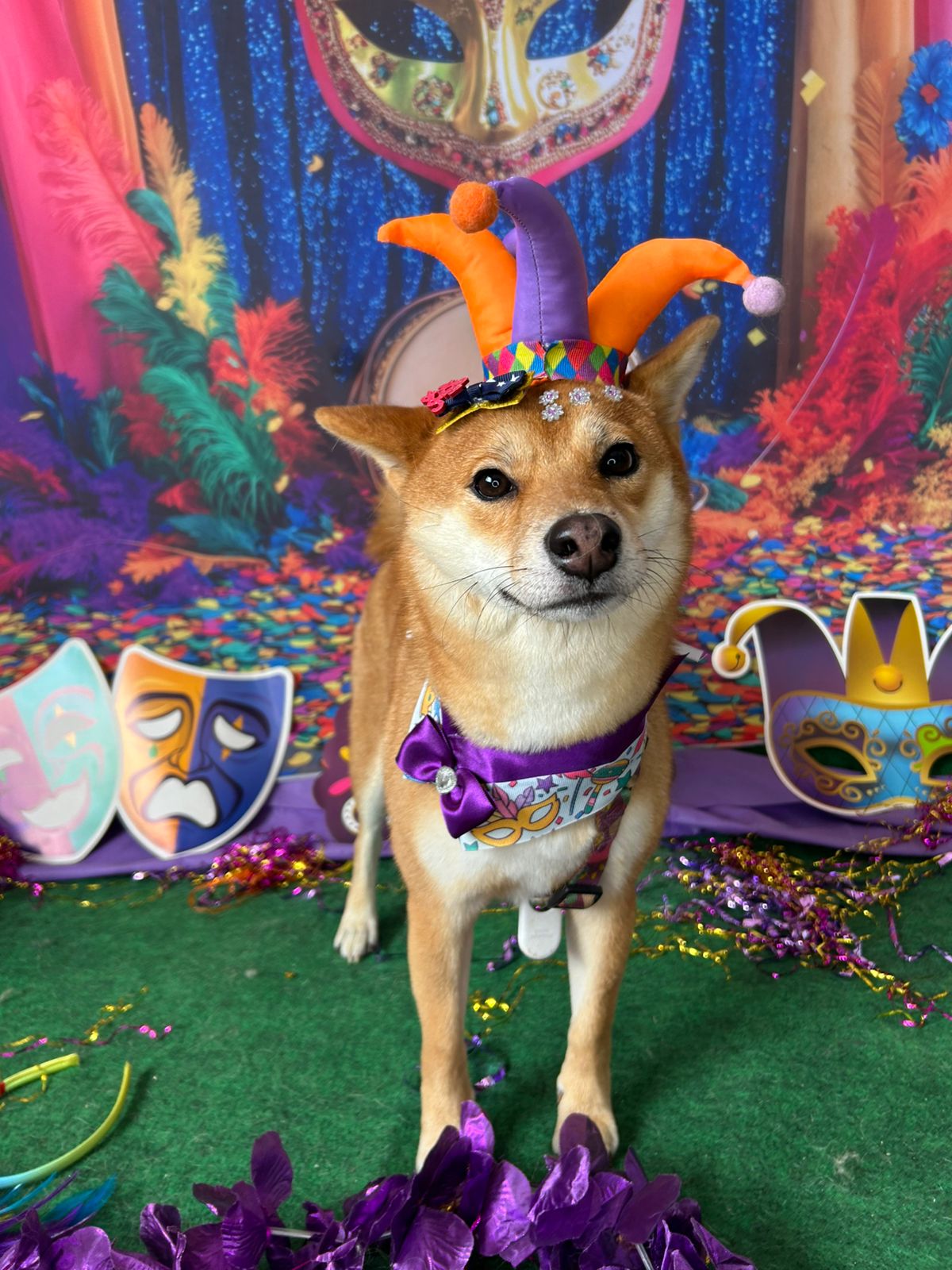 Shiba Inu com fantasia de carnaval no Shiba Pet Care