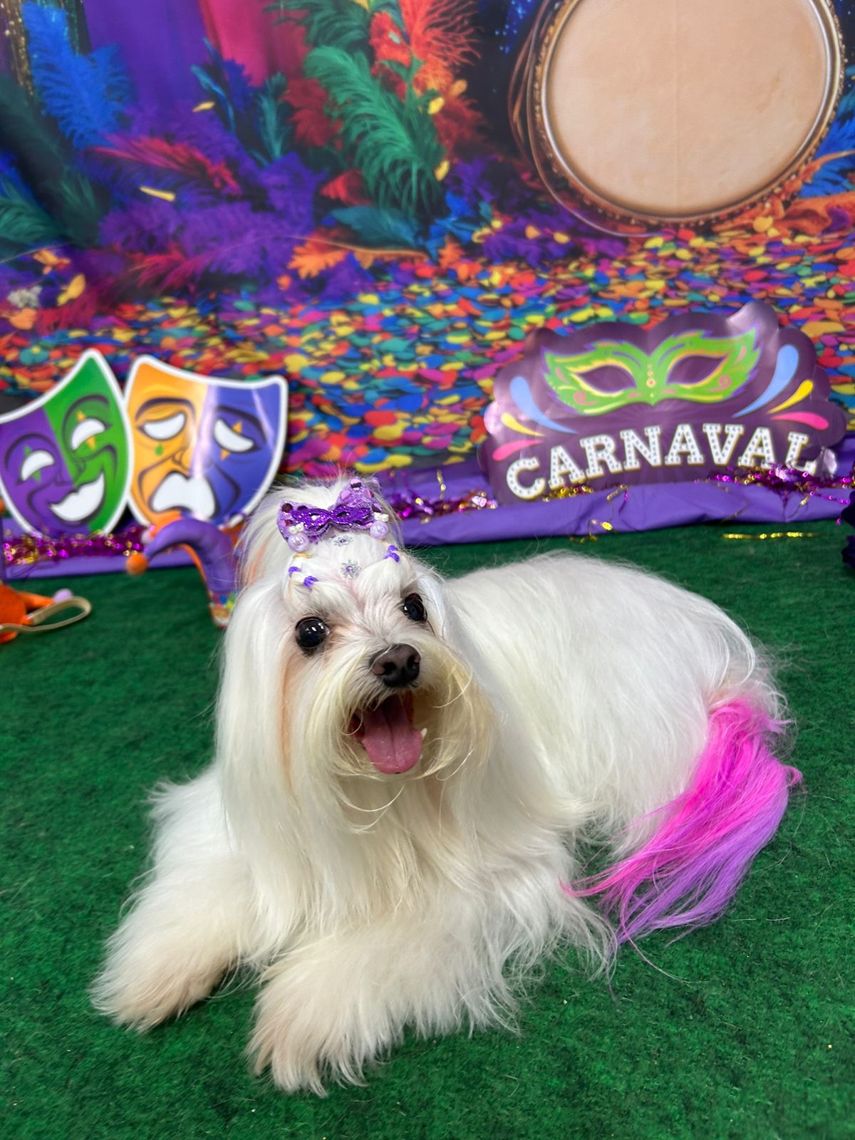Maltês com fantasia de carnaval