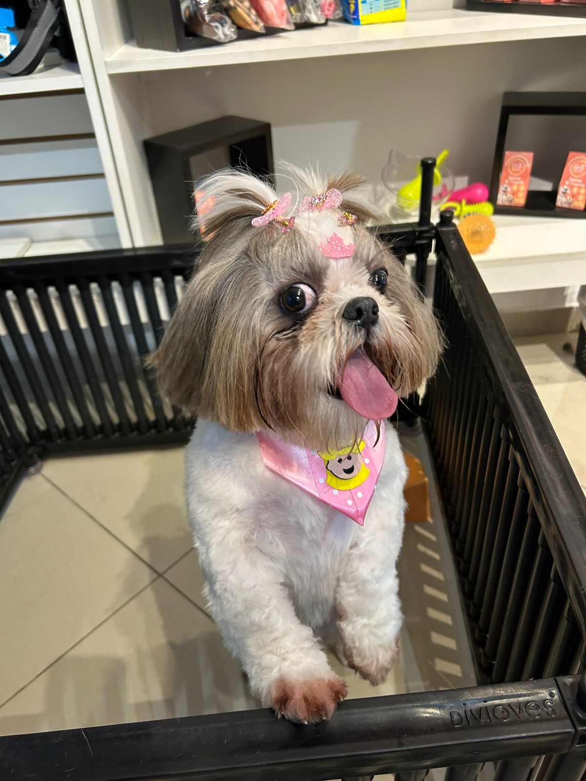Shih Tzu após banho e tosa no Shiba Pet Care
