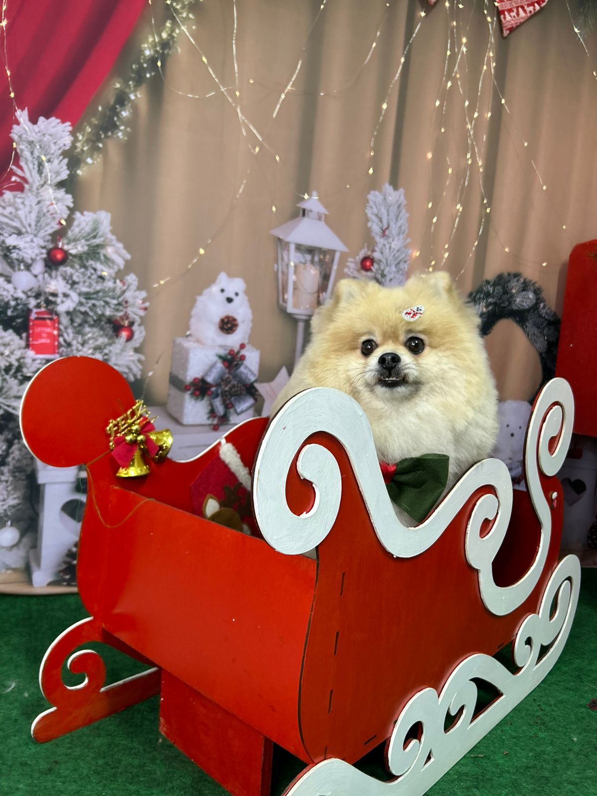 Pomerânia com roupa de Natal