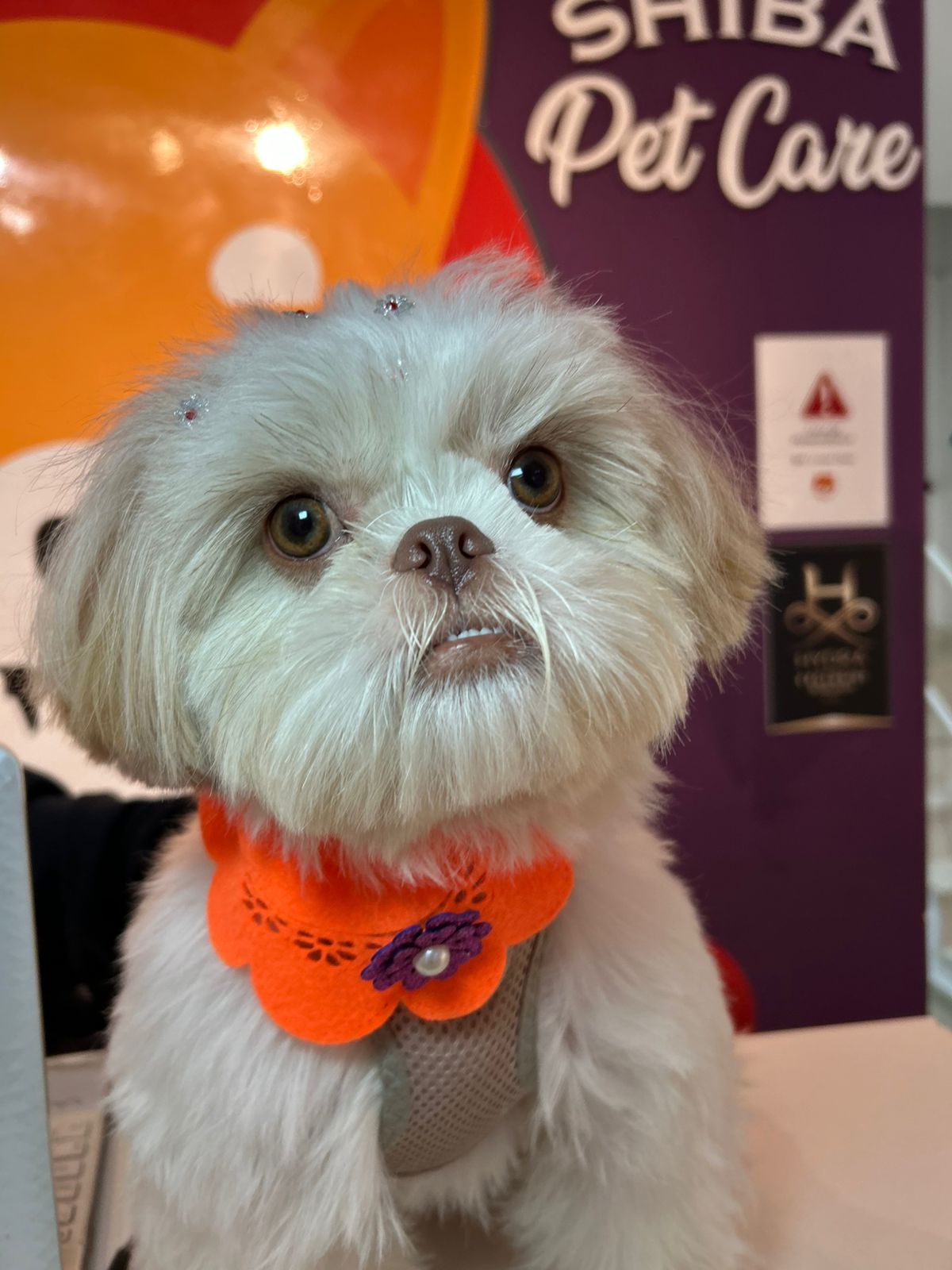 Pet com selo Hydra no Shiba Pet Care