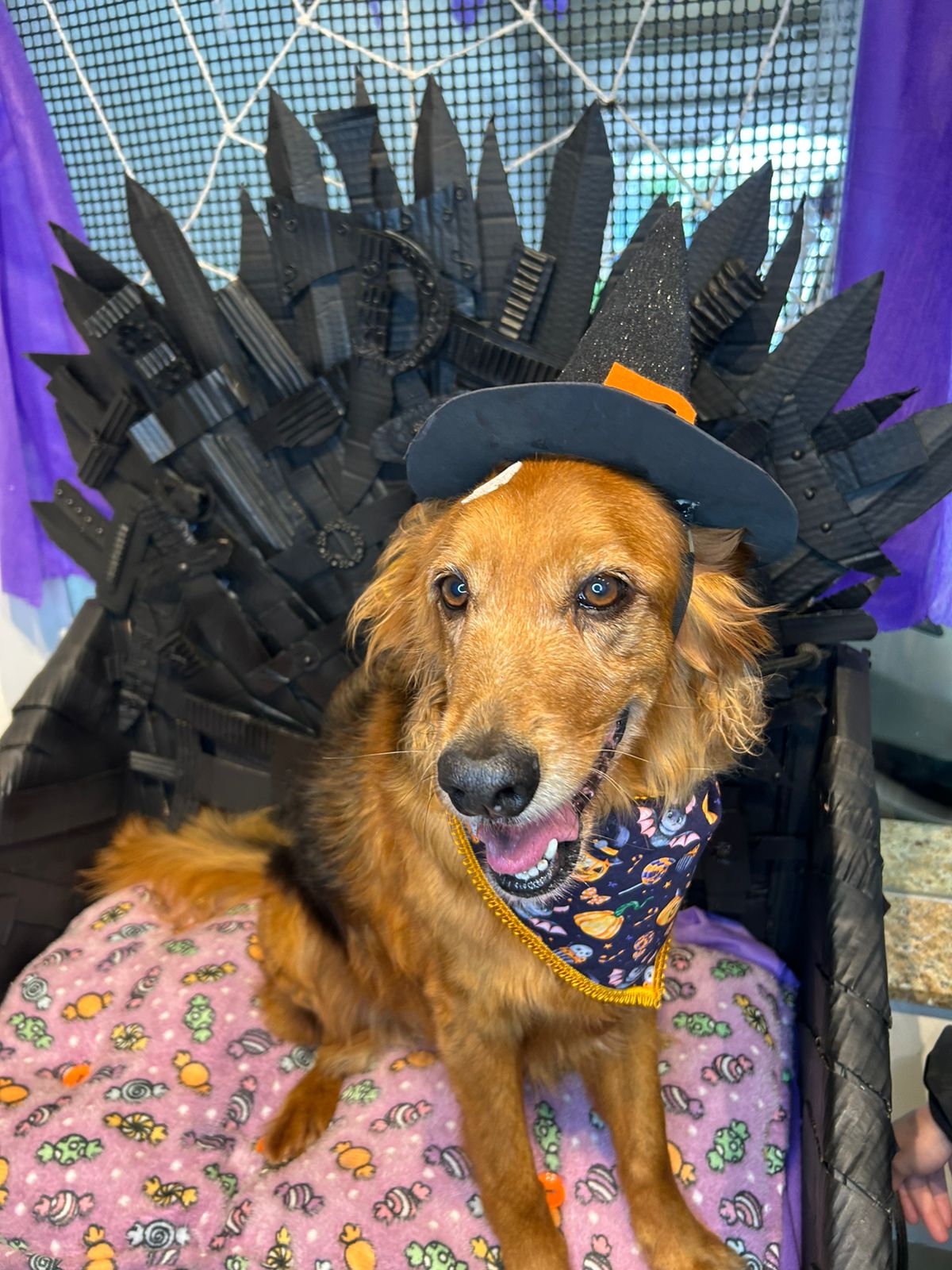 Golden Retriever com fantasia de Halloween