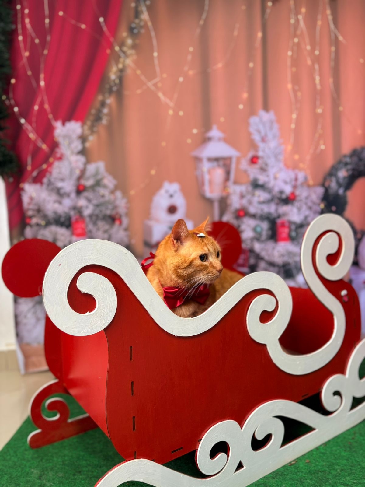 Gato com fantasia de Natal no Shiba Pet Care