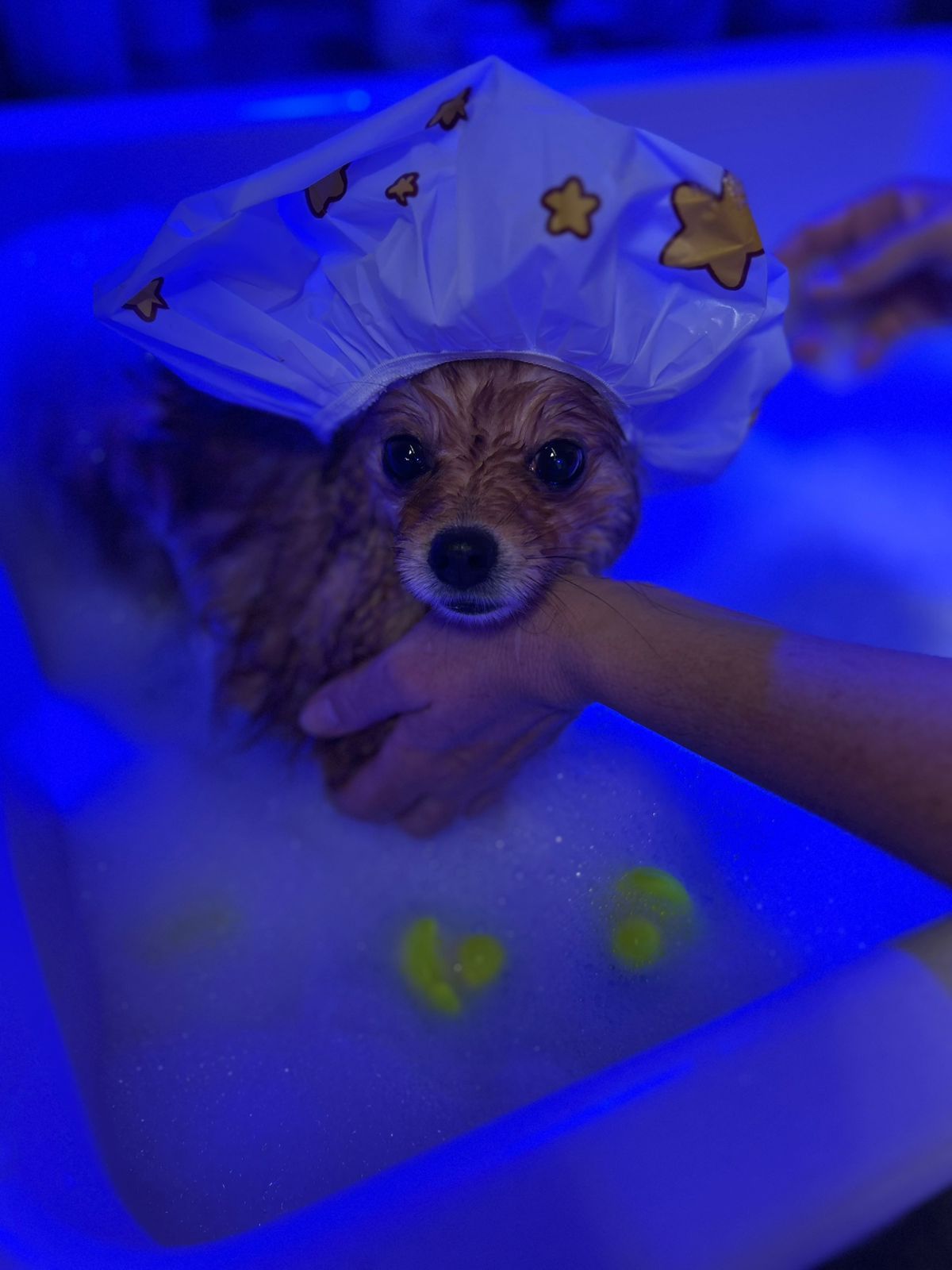 Cachorro no banho de ofurô com cromoterapia no Shiba Pet Care