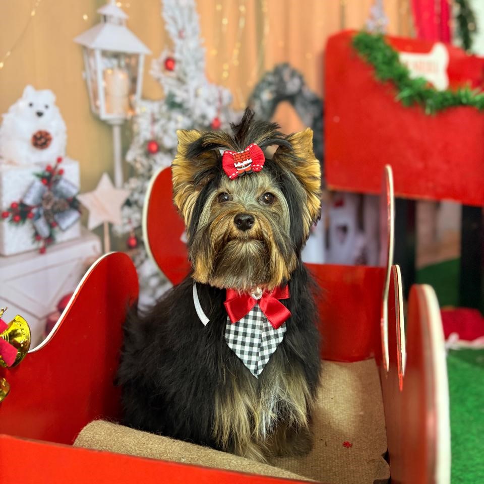 Cachorro com bandana de Natal no trenó do Shiba Pet Care