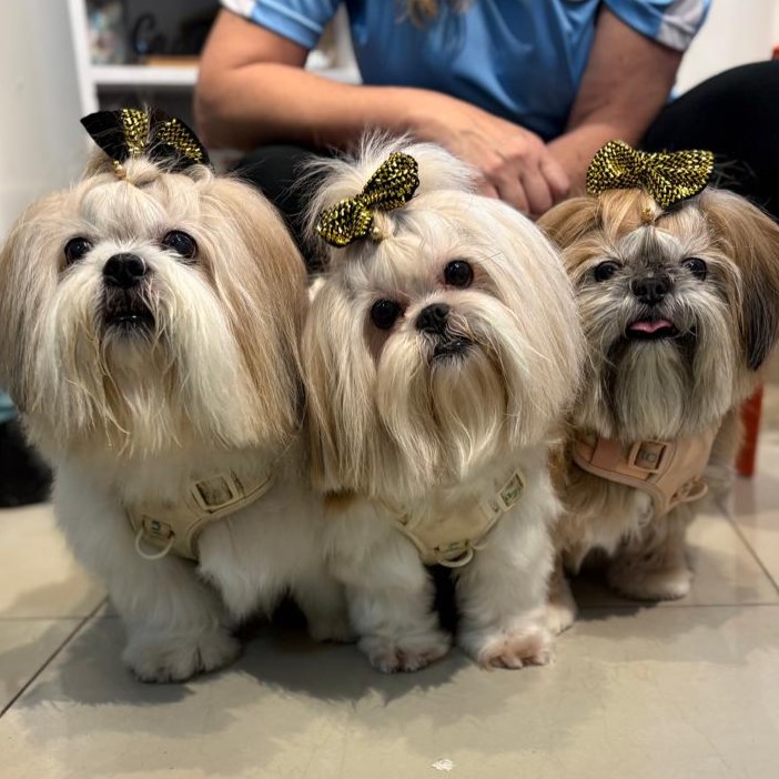 Trio de Shih Tzus com laços dourados no Shiba Pet Care
