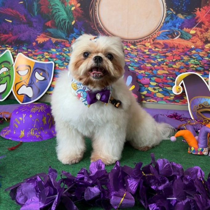 Biewer Terrier com laço rosa no cenário de carnaval