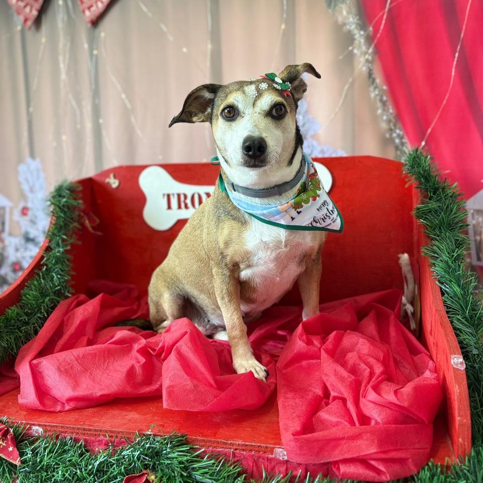 Labrador sorridente com bandana rosa no Shiba Pet Care