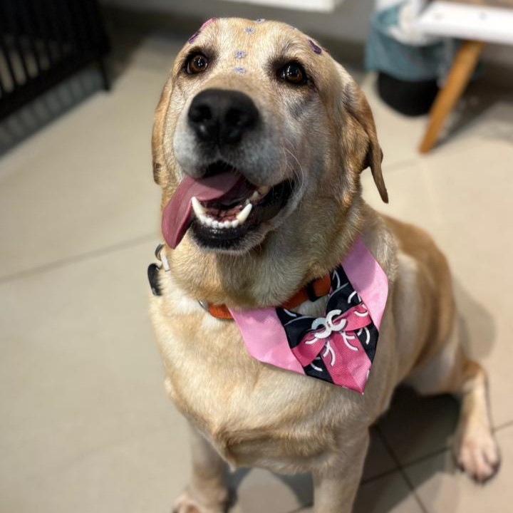 Equipe Hydra com Golden Retriever e tutor no Shiba Pet Care