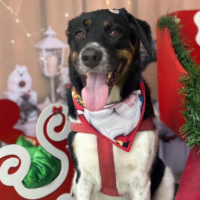 Trio de Shih Tzus com laços dourados após tosa