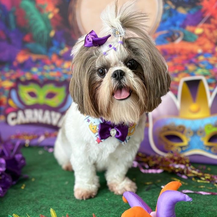 Shih Tzu com gravata borboleta no cenário de carnaval