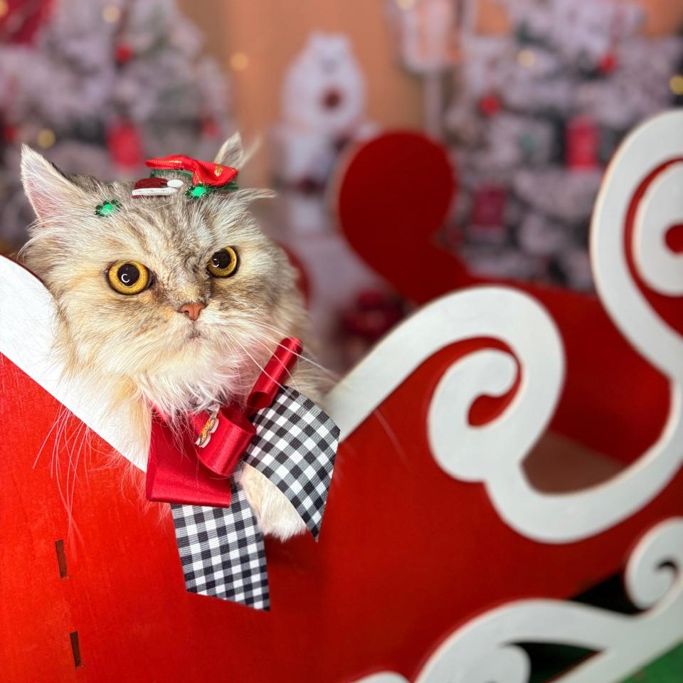 Yorkshire Terrier com gravata xadrez no trenó de Natal