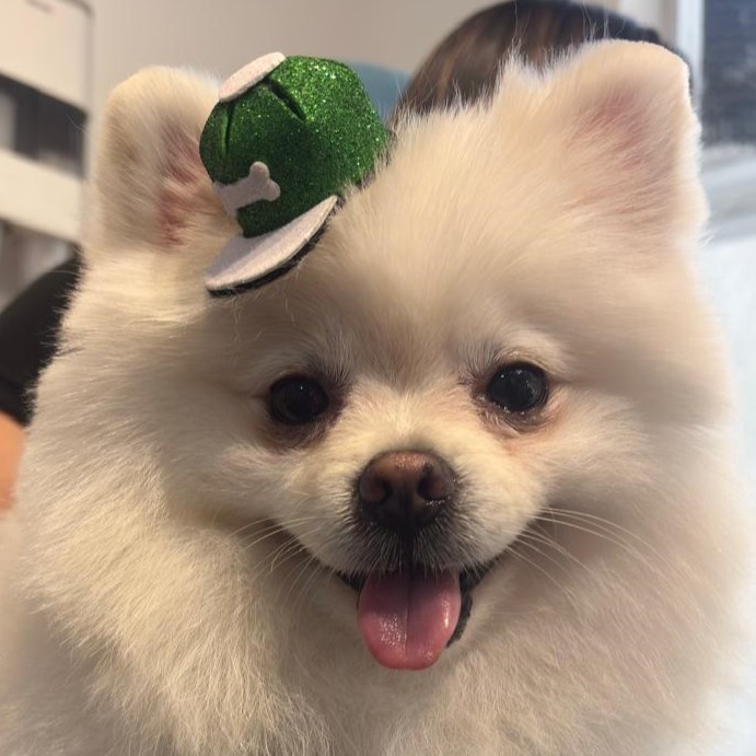 Cachorro com bandana de Papai Noel na decoração natalina