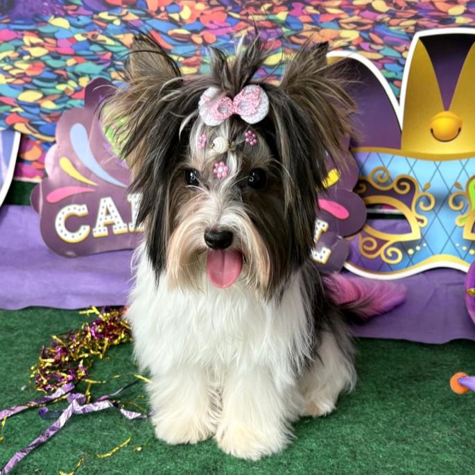 Gato Persa com laço vermelho no trenó de Natal